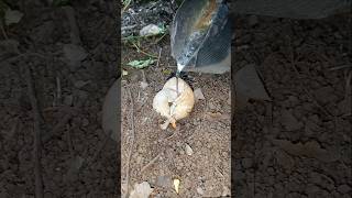 pour lead into old dead snail shells at field Hangseanghong [upl. by Moureaux]