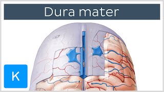 Dura mater  Function Location amp Layers  Neuroanatomy  Kenhub [upl. by Audri]