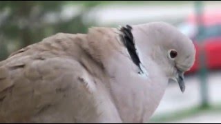 Eurasian collared dove on the antenna in Dzierżoniów [upl. by Mountford]