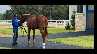 2024 Highlander Training Center TTA Yearling Sale Virtual All Show [upl. by Cissiee]