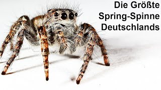 SpringSpinne gefunden  Schau was sie gemacht hat [upl. by Ecnarf]