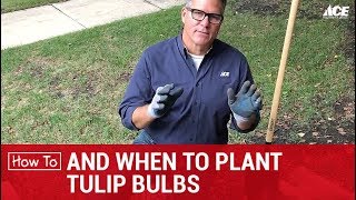 How and When to Plant Tulip Bulbs  Ace Hardware [upl. by Salahi988]