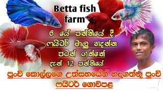 Betta fish farm sri lanka  Fish farm  SL ANUSH  BETTA FISH  fighters fish [upl. by Rudie]