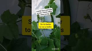 How toplant Loofah patola face amp body scrub also for soup dish viral youtube short garden [upl. by Gavrilla]