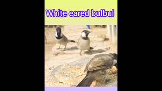 White eared bulbul بلبل bulbul birds birdslover wildlife سنڌ جا پکي amanullahjamali [upl. by Kerad]