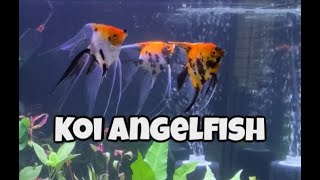 Koi Angelfish in my NEW 50 Gallon Planted Tank [upl. by Eidarb]