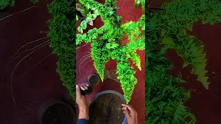 Easiest Way to Propagate Fluffy Ruffle Fern Plant shorts [upl. by Llemhar]