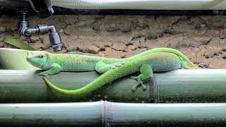 Phelsuma grandis [upl. by Blakeley]