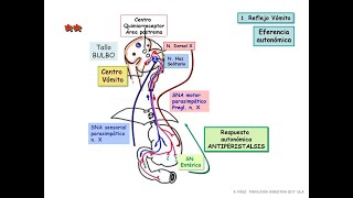 como se produce la emesis y los mecanismos de accion de farmacos antiemeticos [upl. by Zetrac]