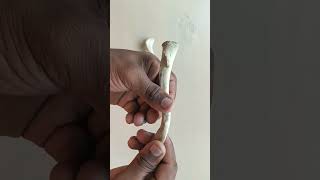 EXPLAINATION OF CLAVICLE BONE [upl. by Ynohtnacram]