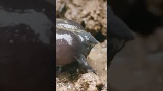 കോഴി തവളകൾ🐸🤣ശ്ശെടാ purple frog pignose frog Indian purple frog rare frog species [upl. by Qerat]