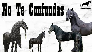 No Son Frisones son Razas Idénticas quotGemelasquot Del Frisón 🐴Del Cerro Soy [upl. by Nived476]