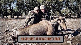 Texas Nilgai Hunt at Texas Hunt Lodge  Texas Exotic Hunting [upl. by Ecirtal]