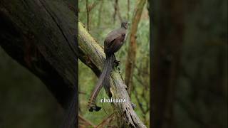 The Lyrebird is capable of imitating almost any sound lyrebird lyrebirdsounds australia facts [upl. by Alisha]