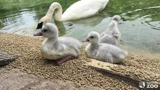 Trumpeter Swan Cygnets June 2019 [upl. by Hajidahk]