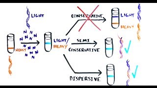 THE MOST BEAUTIFUL EXPERIMENT IN BIOLOGY Meselson amp Stahl The SemiConservative Replication of DNA [upl. by Adnirual846]