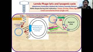 Lamda Phage Virus lytic and lysogenic cycle Prophage Cos sites Concatamers [upl. by Ahsym456]