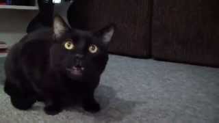 Possessed Cat Making Scary Human Like voices [upl. by Mcgrath]