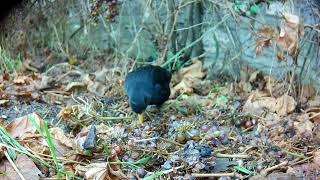 Song Thrush et al [upl. by Aehs]