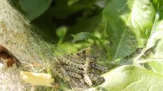 SPINDLE ERMINE MOTH CATERPILLARS  YPONOMEUTA CAGNAGELLA [upl. by Ianej]