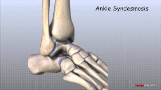 Ankle Anatomy Animated Tutorial [upl. by Inhsor]