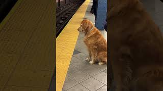 goldenretriever This Golden Retriever follows the rules and firmly refuses to cross the line [upl. by Suoivatram]