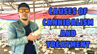 CAUSES OF CANNIBALISM and TREATMENT [upl. by Argent]