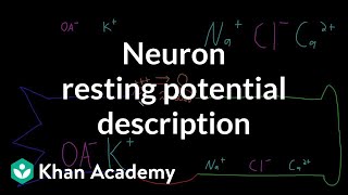 Neuron resting potential description  Nervous system physiology  NCLEXRN  Khan Academy [upl. by Ogaitnas]