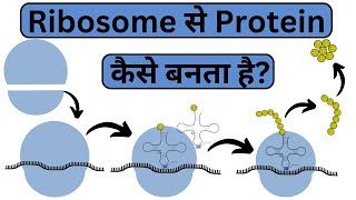 Ribosome  The Protein Factory  Structure and Function  Hindi [upl. by Thomson]