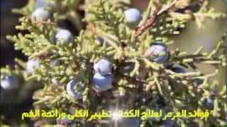 فوائد العرعر لعلاج الكحة وتطهير الكلى ورائحة الفم  وصفات أعشاب [upl. by Ariada]