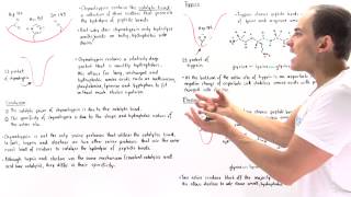 Specificity of Serine Proteases Chymotrypsin Trypsin and Elastase [upl. by Siekram575]