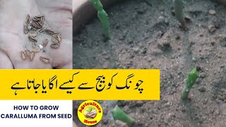 How to Grow Caralluma from seed Growing caralluma from seed [upl. by Player]