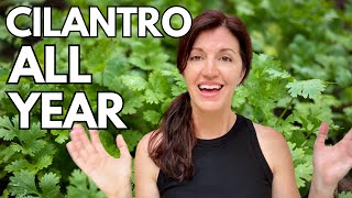 Growing Cilantro amp How to Keep it Growing Year Round [upl. by Suoirrad863]