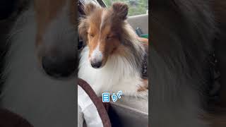 眠い sheltie シェットランドシープドック シェルティ pets もふもふ [upl. by Marion224]