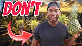 DO NOT DO THIS TO GROW PINEAPPLES  MUST WATCH [upl. by Newby]