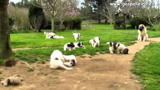 Cachorros Mastín del Pirineo camada X [upl. by Hamehseer]