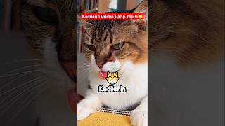 Kedilerin Dilindeki Şaşırtıcı Detaylar 🙀 👅 😼 🤔 [upl. by Bennet477]