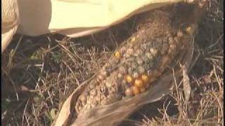 Kentucky farmers corn pops in the field [upl. by Ker]