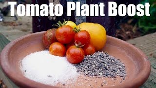 Tomato Fertilizing Tips  Organic End of Season Boost  Easy amp Cheap [upl. by Hardan]