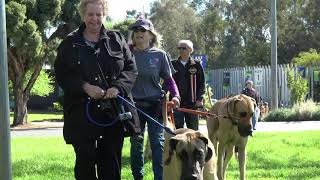 Great Dane Lovers Yea walk 7th of October 2023 [upl. by Ilajna]