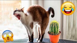 changing funny cat and dog video 🐱🐱🐕🐕 MDjubayarCatLover99 cat md funny funnyclips cute [upl. by Ahsilat40]