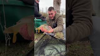 La petite carpe du jour shorts fishing carpfishing [upl. by Thanh520]