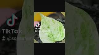 AI Anthurium Foliage Gracile propagation water care variegated soil mix seeds [upl. by Aigroeg]