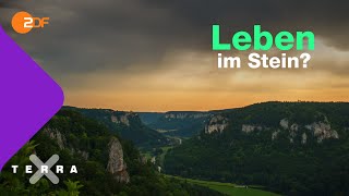 Das Leben im Stein Wie Kalkstein entstanden ist  Terra X [upl. by Ransom730]