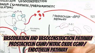 Vasodilation And Vasoconstriction Pathway Prostacyclin cAMPNitric Oxide cGMPEndothelin Pathway [upl. by Priest809]