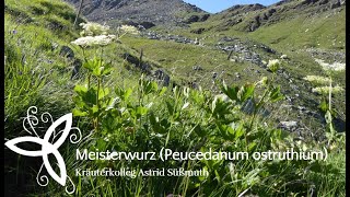 Heilpflanzen und Kräuterwissen Meisterwurz  Peucedanum ostruthium [upl. by Ilrebma]