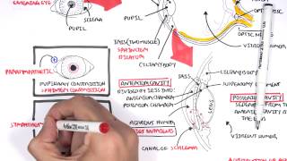 Anatomy  Eye Overview [upl. by Hershel907]