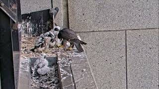 November 2 in the family of peregrine falcons 367 Collins Falcons 2024  South facing [upl. by Jamil348]