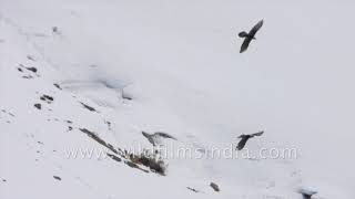 Courtship by a pair of Lammergeier or Bearded Vultures with Himalayan Griffon Vulture [upl. by Elnore452]