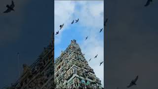 Muruga saranam maruthamalai gopuram sutri varum birds [upl. by Irrac207]